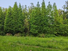 -桤木河湿地公园