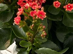 -龙大花卉苗木市场