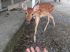-鹿境梅花鹿生态园区