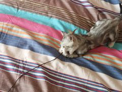 -西安京西宠物医院·瘫痪·疑难杂症