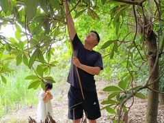 -塘栖枇杷特色园区