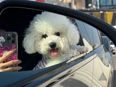 -翊宠yipet猫狗购宠庄园犬舍•猫舍