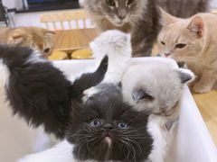 -楼上猫咖(罗湖店)