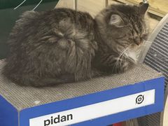 -momokira米努特·德文卷毛猫·棉花面纱犬