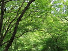 -三千院