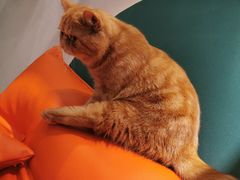 -飞行喵MR PILOT|猫舍·猫咖(静安大融城店)