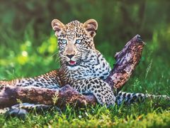 -罗红摄影艺术馆