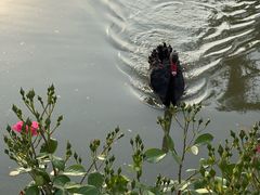-鹅湖玫瑰文化园