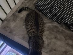 -宠福鑫康馨动物医院·骨科·眼科