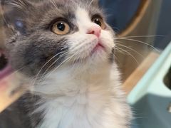 -BABIT巴比特宠物(MOMOPARK店)