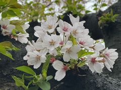 -楚太子  中餐&烧烤(武大店)