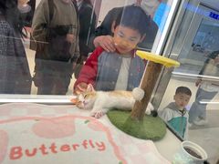 -babydoll猫舍·米努特·德文·缅因(久光中心店)