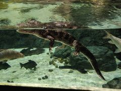 -上海海洋水族馆