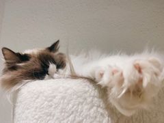-喵喵咪呀布偶猫咖(春熙路店)