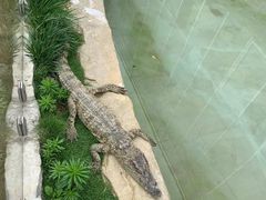 -青岛森林野生动物世界