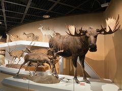 -陕西自然博物馆