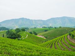 -帐篷客·溪龙茶谷度假酒店