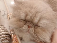 -飞行喵MR PILOT|猫舍·猫咖(静安大融城店)