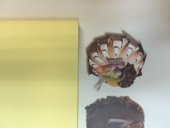 -罗莎蛋糕Rosa bread(印象汇店)