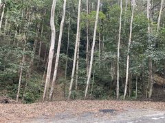 -江西阳明山国家森林公园