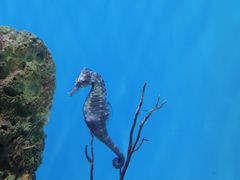 -海合安武汉极地海洋公园