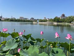 -莲花池公园
