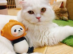 -猫和宫(六道口店)