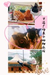 -萌宠亲子动物乐园(槐房万达店)