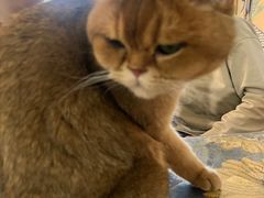 -平行世界·猫咖(首经贸店)