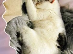 -喵的天空名猫咖啡馆·撸猫·猫舍·用品