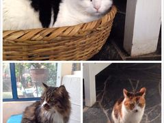 -Anne猫窝咖啡屋