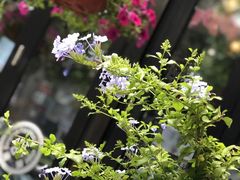 -河坝강뚝烧烤专门店(旗舰店)