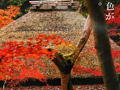 -岚山嵯峨野观光小火车