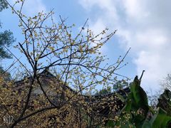 -十八棵（老龙井）御茶园(老龙井店)