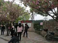 -嘉定紫藤园