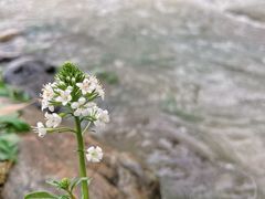 -鹿亭中村