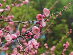 -重庆彩云湖湿地公园