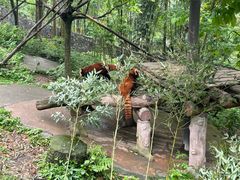 -都江堰中华大熊猫苑