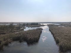 -盐城丹顶鹤湿地生态旅游区