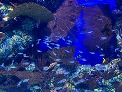 -上海海洋水族馆