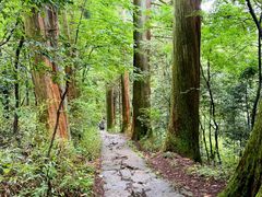 -天目山大树王景区