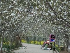 -萝卜寨羌文化生态旅游区
