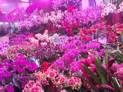 -花鸟鱼虫鲜花绿植市场(玉泉路店)