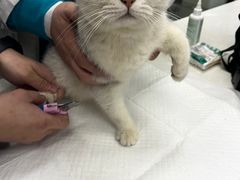 -中农国际动物医院24小时·猫科·骨科·急重症中心