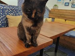 -Sirena海妖日咖夜酒