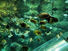 -上海海洋水族馆