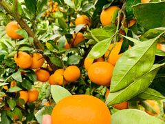 -前小桔亲子创意农场·草莓采摘·露营烧烤