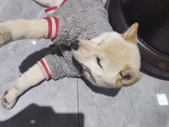 -猫小院猫主题餐厅(南锣旗舰店)