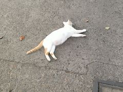 -翠花老菜饺子馆(七宝店)