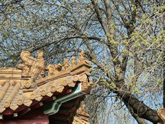 -桃花堤公园